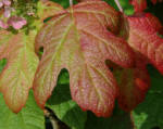 Hydarngea quercifolia - Earl foliage colour